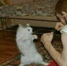 a woman playing with a small white cat