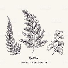 fern leaves and flowers on a white background royalty