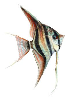 a drawing of a colorful fish on a white background