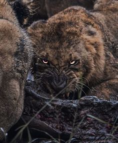 León, Leones, Lion, Big cat Animals Hunting, Wild Animals Photography, Amazing Animal Pictures, Big Cats Art, Majestic Animals