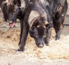 two dogs standing next to each other on hay