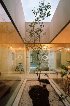 a small tree in the middle of a room with glass walls and floor to ceiling windows