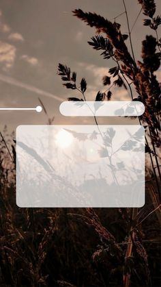 the sun is setting over some tall grass and plants in front of a cloudy sky