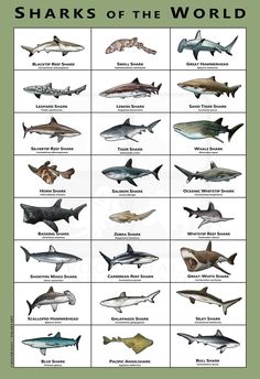 the sharks of the world are shown in this poster, which shows them different colors and sizes