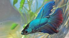 a blue and red siamese fish in an aquarium with green plants on the side