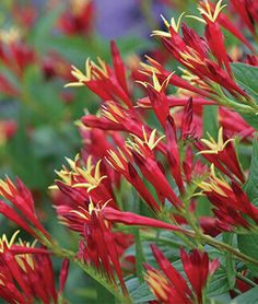 red and yellow flowers with green leaves in the background