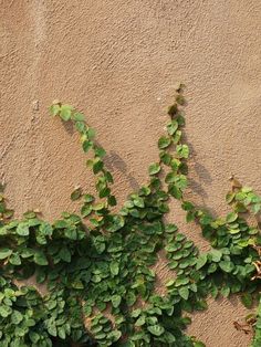 a plant growing on the side of a building next to a wall with green leaves