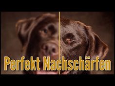 a brown dog with it's mouth open next to the words perfect nachschaffen