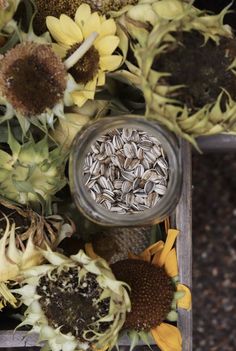 sunflowers and seeds in a glass jar on top of a wooden table next to other flowers