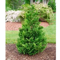 a small evergreen tree in the middle of a garden