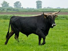 a large black bull walking across a lush green field