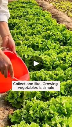 a person is watering lettuce in the garden with a red bowl and an orange jug