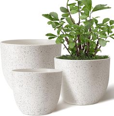 three white planters with green plants in them