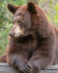 a large brown bear sitting on top of a log