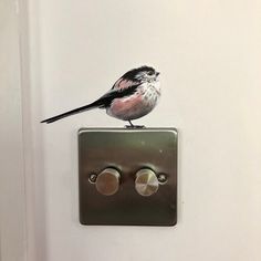 a bird sitting on top of a light switch