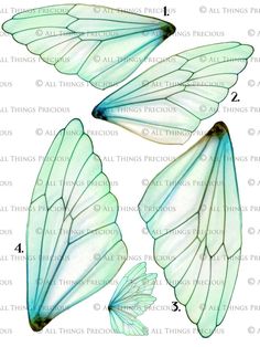 three different types of butterfly wings