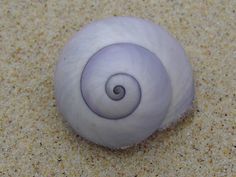 a white object sitting on top of a sandy floor next to a blue and white ball