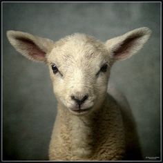 a sheep is looking at the camera while standing in front of a white frame with a gray background