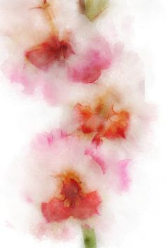 some pink flowers on a white background