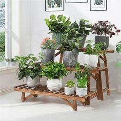 there are many potted plants on the shelf