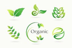 green leaves and symbols for organic products