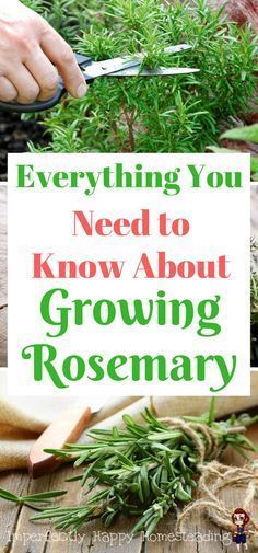 someone cutting up some rosemary on top of a wooden table with text overlay that reads everything you need to know about growing rosemary