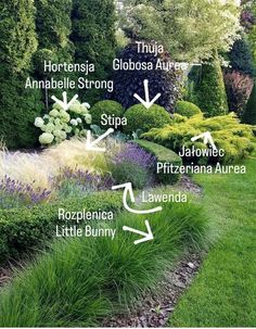 a garden with lots of different types of plants