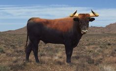 a brown and black bull standing on top of a dry grass covered field with mountains in the background