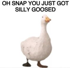 a white duck standing in front of a sign that says, oh snap you just got silly gooseed