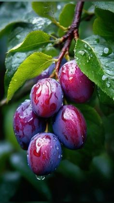 berries with water drops on them hanging from a tree