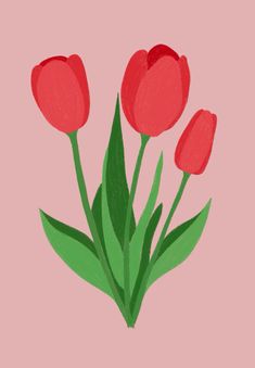 three red tulips on a pink background