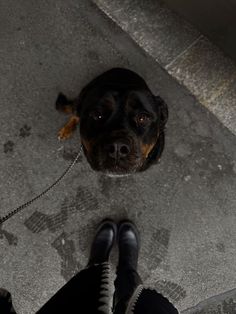 a black and brown dog laying on top of a cement floor next to a persons feet