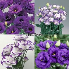 four different types of purple flowers are shown