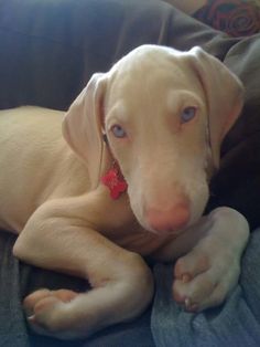 a close up of a dog laying on a couch