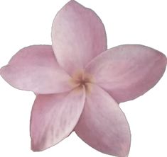 a pink flower is shown on a white background