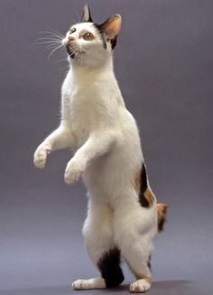 a white and black cat standing on its hind legs