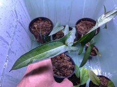 a person is holding up a plant in the middle of several small pots with dirt on them