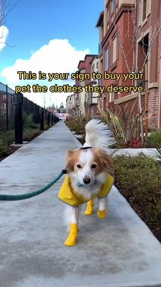 a dog wearing yellow rubber boots is walking down the sidewalk with a leash on it's side