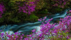 purple flowers are blooming next to a stream in the woods with water flowing between them