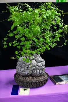 there is a plant that is growing out of a rock on top of a table