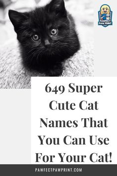 a black kitten sitting on top of a bed with the caption saying, 64 super cute cat names that you can use for your cat