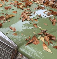 leaves on the hood of an old green car