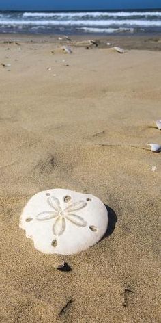 a white sand dollar sitting on top of a sandy beach next to the ocean with waves coming in