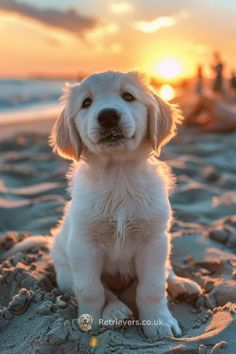 a white dog sitting on top of a sandy beach next to the ocean at sunset