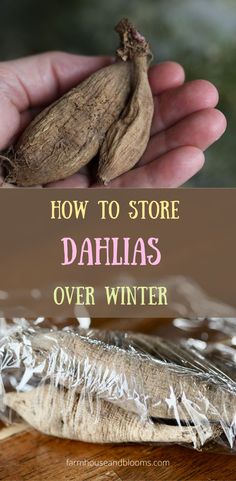 two pictures of dahlia tubers, one with sprouts, and one being wrapped in plastic wrap How To Overwinter Dahlias, How To Over Winter Dahlias, Dahlia Winter Storage, How To Store Dahlias For Winter, Storing Dahlia Tubers, Storing Dahlias For Winter, Dahlia Bulbs Storing, Dahlia Tuber Storage, Dahlia Storage