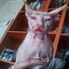 a sphy cat with its tongue sticking out sitting in front of a bookshelf