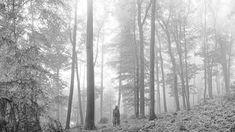 a person standing in the middle of a forest on a foggy day with tall trees