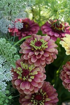 many different colored flowers are in the middle of some green leaves and plants behind them