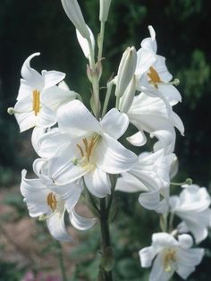 some white flowers are blooming in the garden