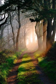 the sun is shining through the trees on this path